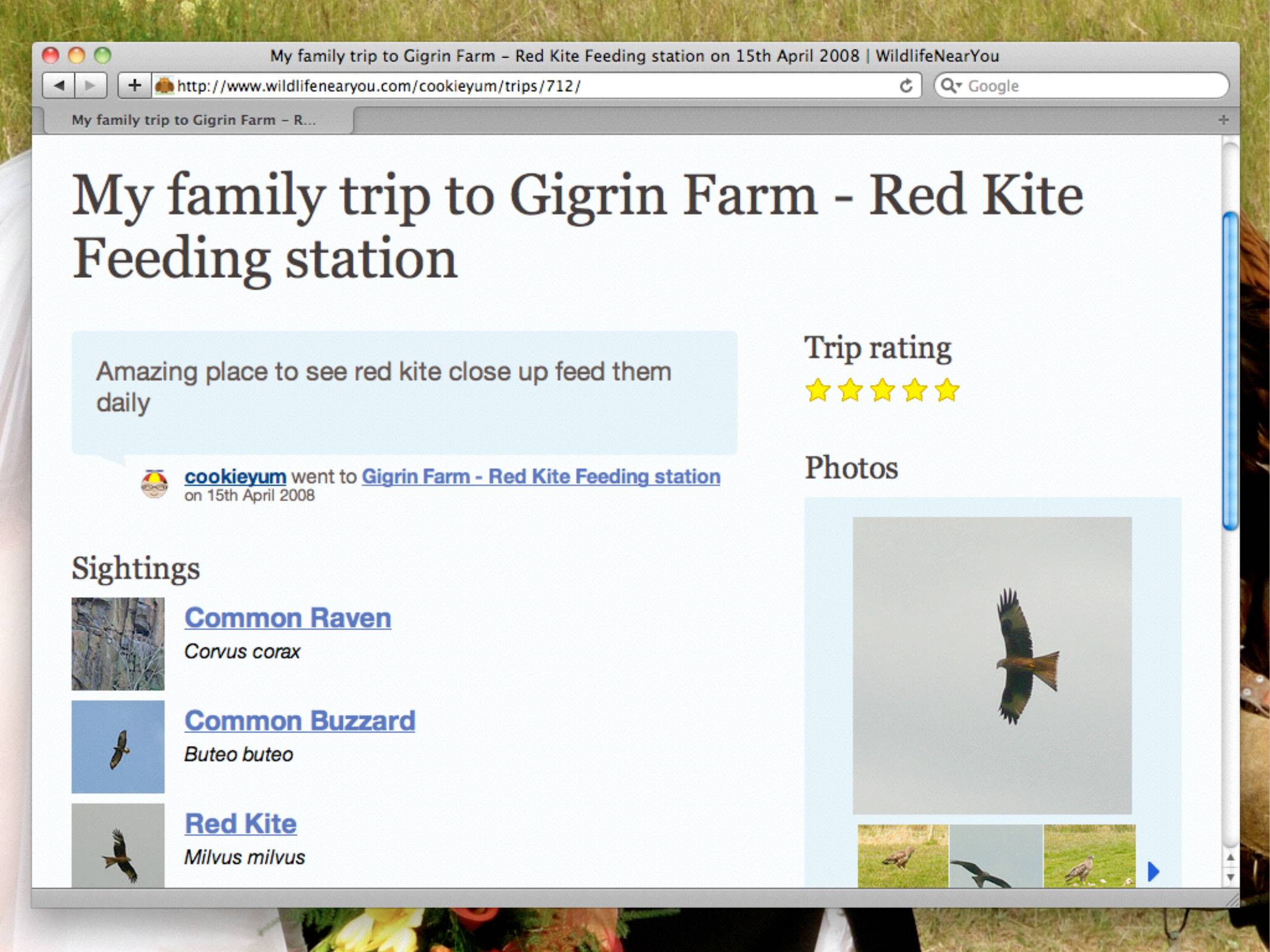 My family trip to Gigrin Farm r-ed Kite Feeding station on 15th April 2008   Sightings: Common Raven, Common Buzzard, Red Kite